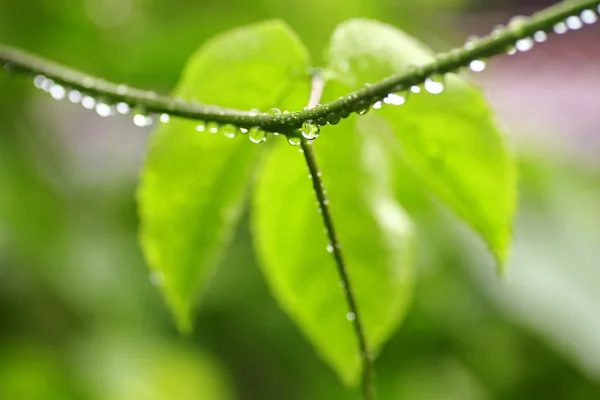 Hermosa hoja verde con gotas de agua — Foto de Stock