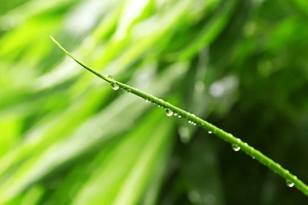 水の滴と美しい緑の葉 — ストック写真