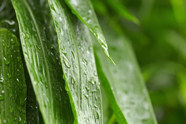 Kaunis vihreä lehti vesipisaroilla — kuvapankkivalokuva