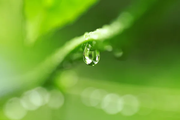 Schönes grünes Blatt mit Wassertropfen — Stockfoto