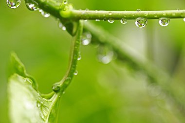 Su damlaları ile güzel yeşil yaprak