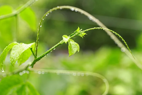 Bela folha verde com gotas de água — Fotografia de Stock