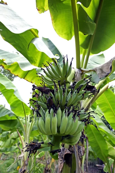 Banana sull'albero di banane — Foto Stock