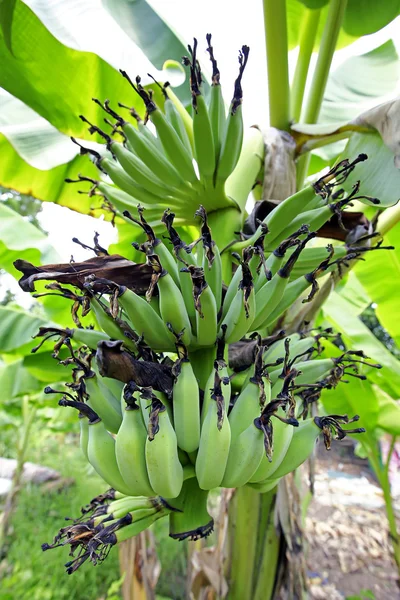 Banán banán strom — Stock fotografie