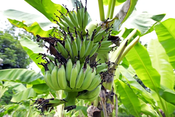 Plátano en el árbol de plátano — Foto de Stock