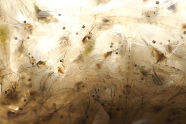 Pazarda satılık küçük karides