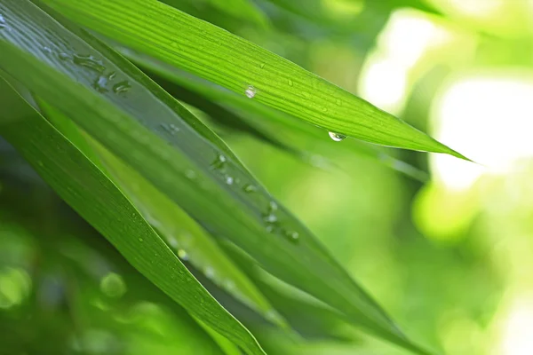 Krásný zelený list s kapkami vody — Stock fotografie