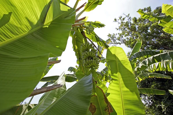 Banana on the banana tree — Stock Photo, Image