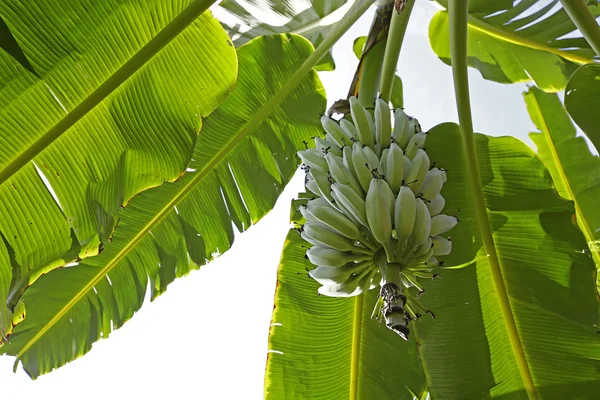 Banana on the banana tree — Stock Photo, Image