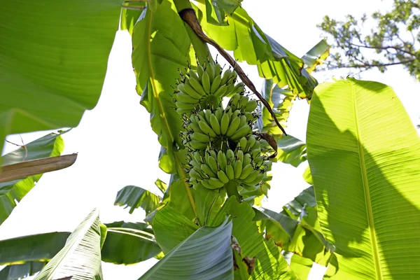 Banana sull'albero di banane — Foto Stock