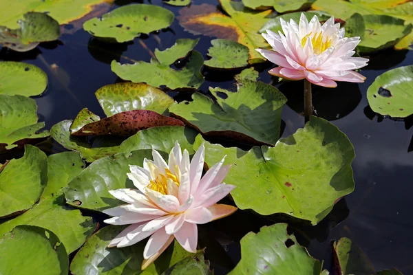 Bunga bakung air berwarna-warni — Stok Foto