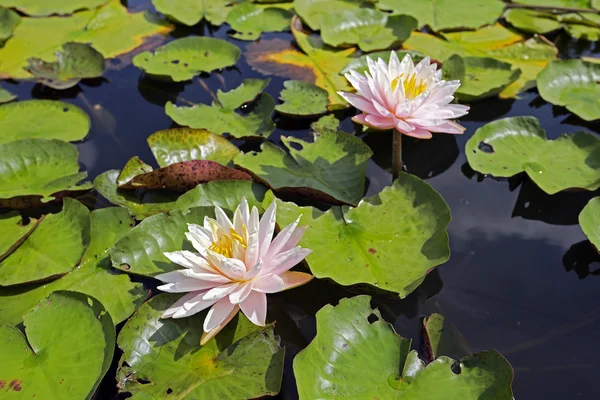 Eine bunte Seerose — Stockfoto