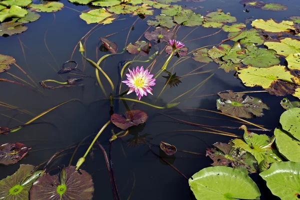 Bunga bakung air berwarna-warni — Stok Foto