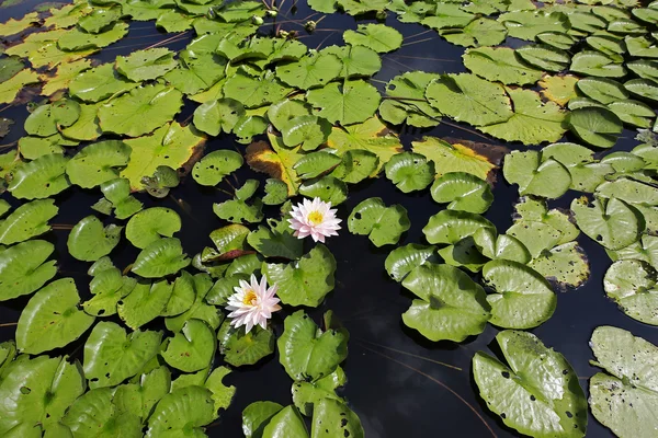 Красочная водяная лилия — стоковое фото