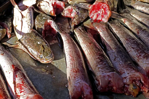 Cabeza de serpiente - cocina cruda de pescado fresco —  Fotos de Stock