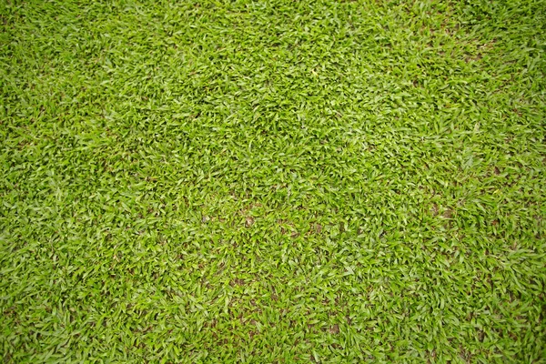 Буш зеленой травы с луга — стоковое фото