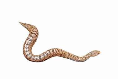 Beyaz arkaplanda bir yılan