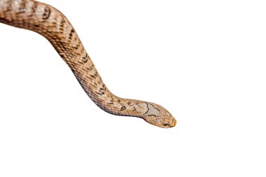 Beyaz arkaplanda yılan