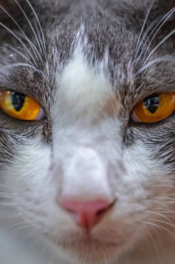 Kedi bir şey arıyor..