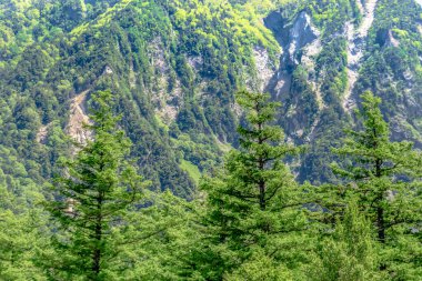 Yeşil orman dağlarında