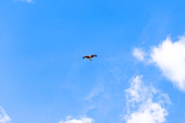 Mavi gökyüzü arka planına sahip uçan kartal kuşu