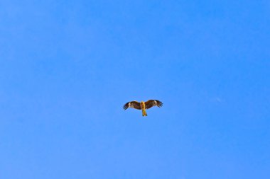 Kuş gökyüzünde uçuyor.
