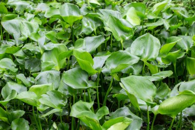 Bahçedeki bitkinin yeşil yaprağından.