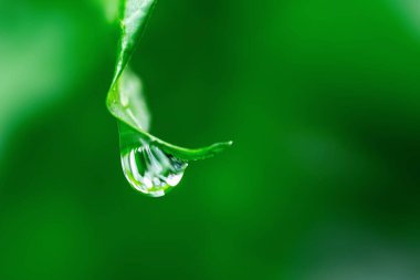 Su damlalı yeşil yaprak.