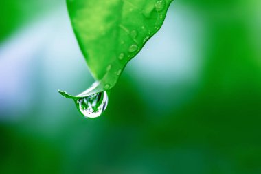 Su damlası yeşil yaprağın üzerine düşer, doğada çiy olur.