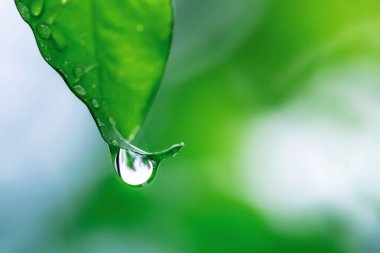 Çiy damlalı yeşil yaprak