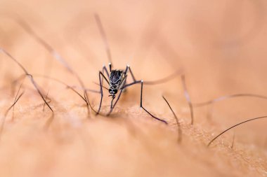 Sivrisineğin makro fotoğrafçılığı