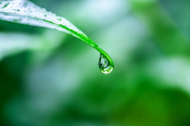 Su yeşil yaprağa düşer..