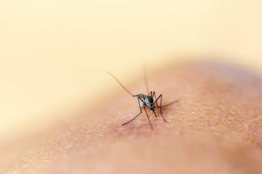 Bir insanın kanını emen insan derisini emen bir insanın yakınına.