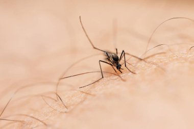 İnsan sivrisineği deriden kan emiyor.