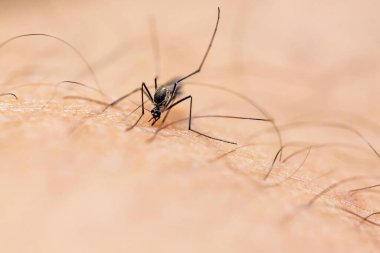 İnsan derisindeki sivrisinek. makro.