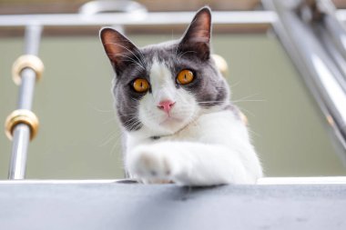 Beyaz gözlü ve siyah yakalı bir kedi.