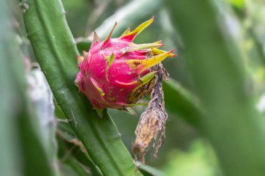 Bir tarlada olgunlaşmamış kırmızı bir gül.