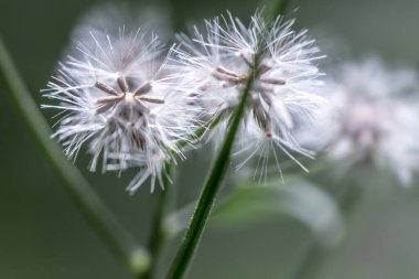 Bulanık arkaplanda beyaz çiçeği kapat