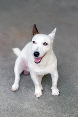 Sokaktaki beyaz köpek.