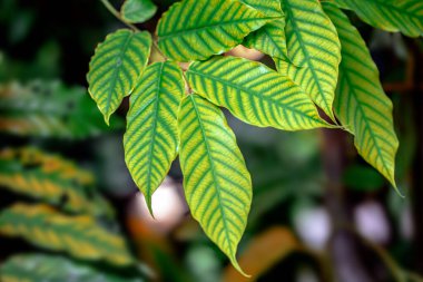 yeşil yaprak arkaplan dokusu.