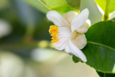 Bahçedeki güzel beyaz çiçekler