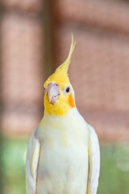 parrot with a white beak.