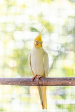 Doğadaki güzel kuş.