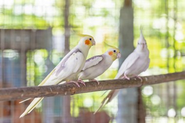Kafesteki bir ağaç dalında oturan beyaz ve kahverengi papağan..