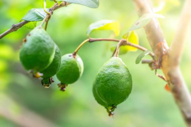 Ağaç dalında yeşil yapraklı olgun kireç meyvelerinin manzarasını kapat.