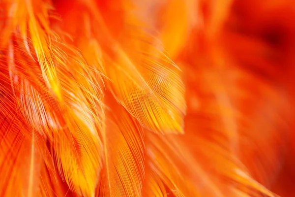 Tüylere yakın çekim. arkaplan dokusu.