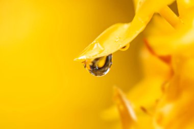 Sarı arkaplanda su sıçraması