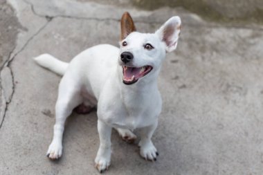 Yürüyüşe çıkmış beyaz bir köpeğin portresi