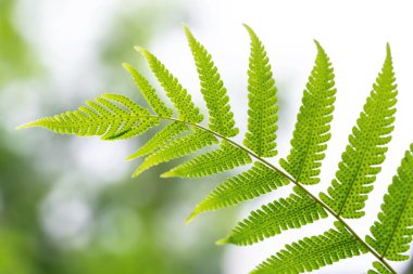 Eğreltiotu yaprakları ve spor kümeleri yaprakları