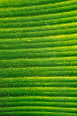 yeşil yaprak dokusu, kapat
